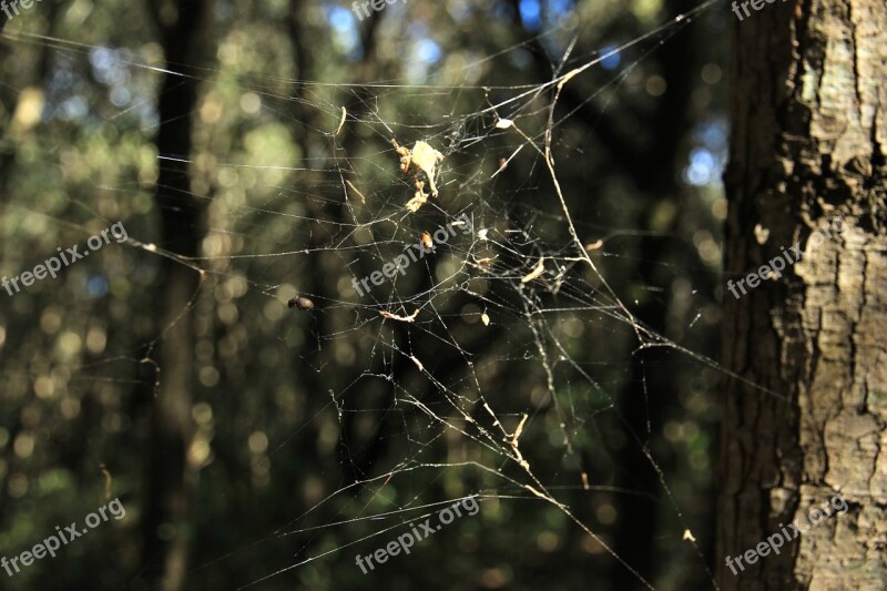 Cobweb Autumn Forest Spider Free Photos