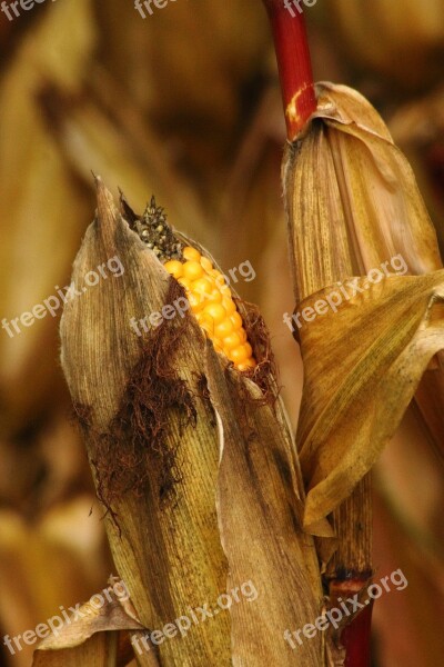 Corn On The Cob Corn Corn Grain Grain Field