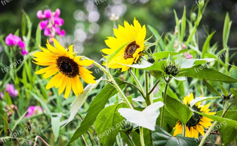 Sunflower Yellow Green Nature Garden