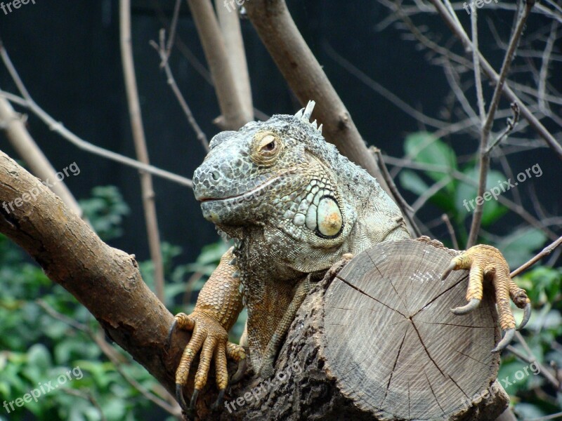 Iguana Head Close Up Animals Zoo