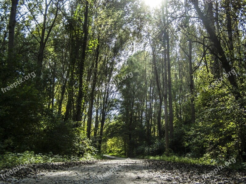 Forest Road Trees Forest Road Mystic