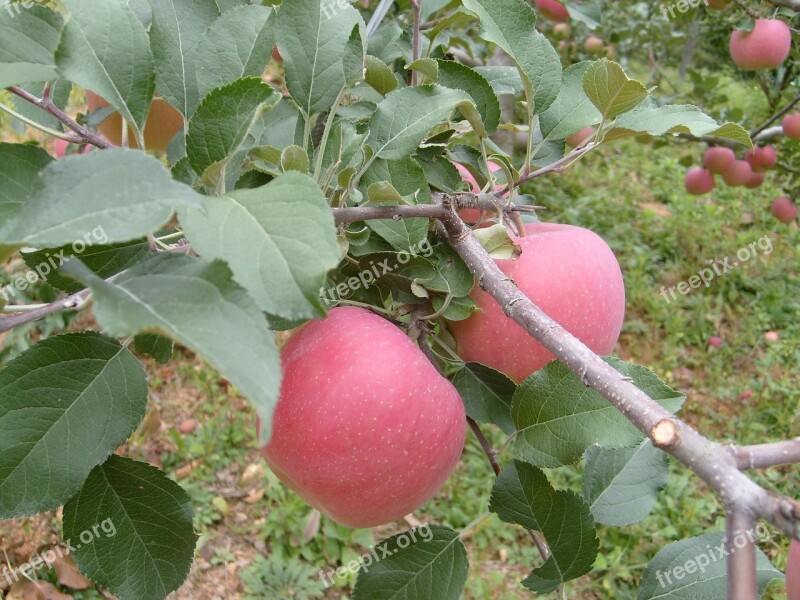 Apple Orchard Autumn Free Photos