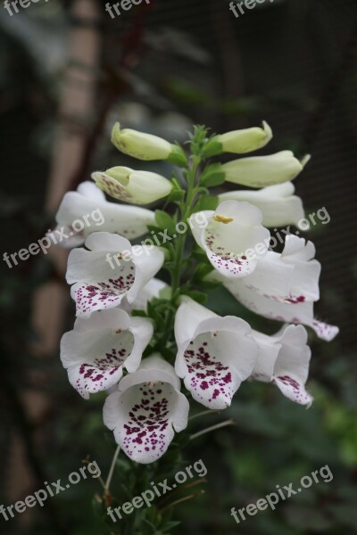 Digitalis White Flower Nature Spring