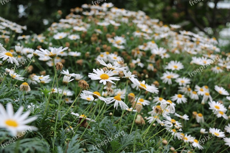 Daisies Flower Nature Spring Beauty