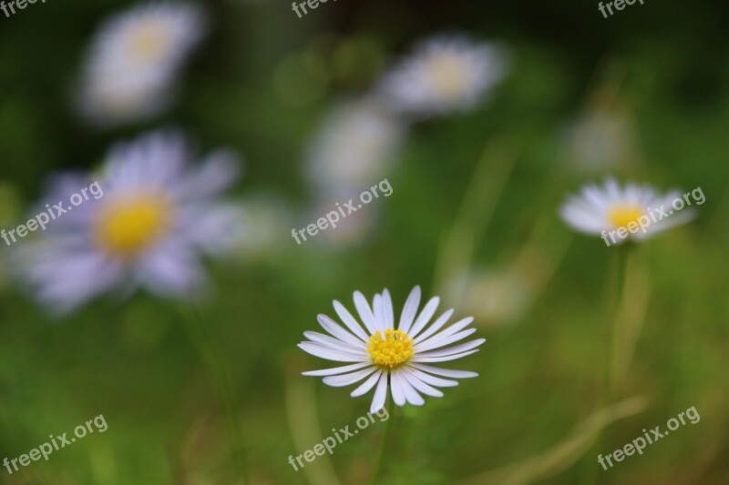 Daisy Flower Nature Spring Beauty