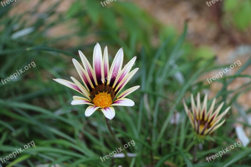 Flower Nature Pink Spring Beauty