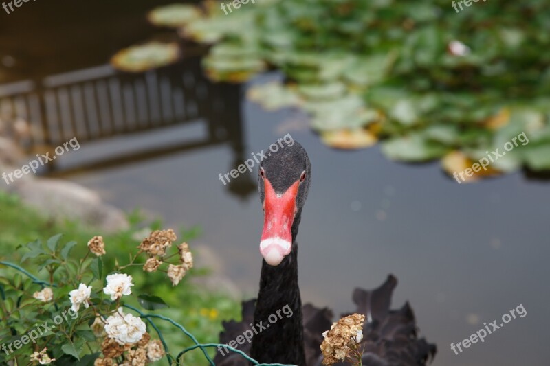 Black Swan Swan Animals Free Photos