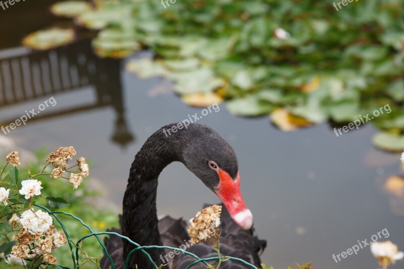 Black Swan Swan Animals Free Photos