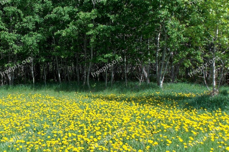 Dandelions Yellow Trees Nature Grass