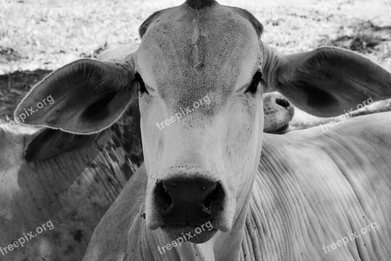 Cow Animal Cattle Free Photos