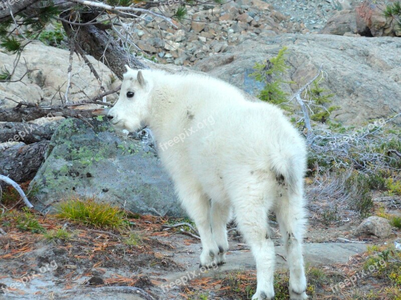 Mountain Goat Wild Animal Goat Mountain