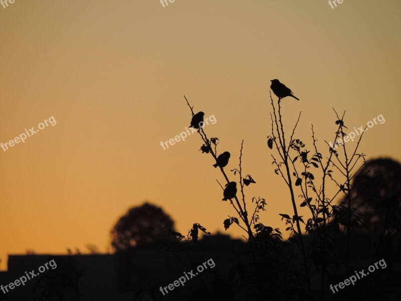 Sparrow Birds Eventide Twilight Free Photos