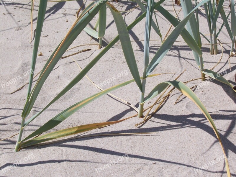 Reed Sand Beach Dunes Rügen