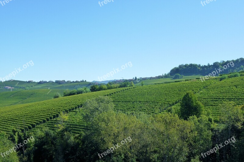 Vineyards Italy Barolo Vines Agriculture