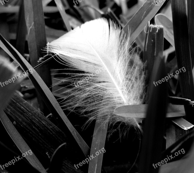 Feather Grass Nature Black And White Wildlife