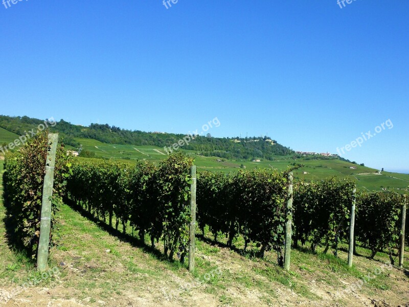 Vineyards Vines Italy Barolo Agriculture