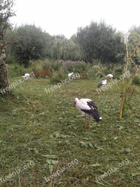 Stork Birds Group Nature Free Photos