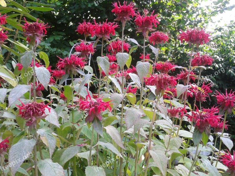 Indian Nettle Nettle Flowers Red Fill