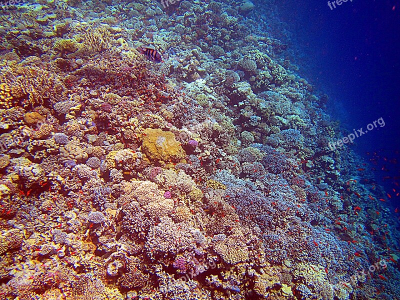 Coral Red Sea Egypt Coral Reef Colorful