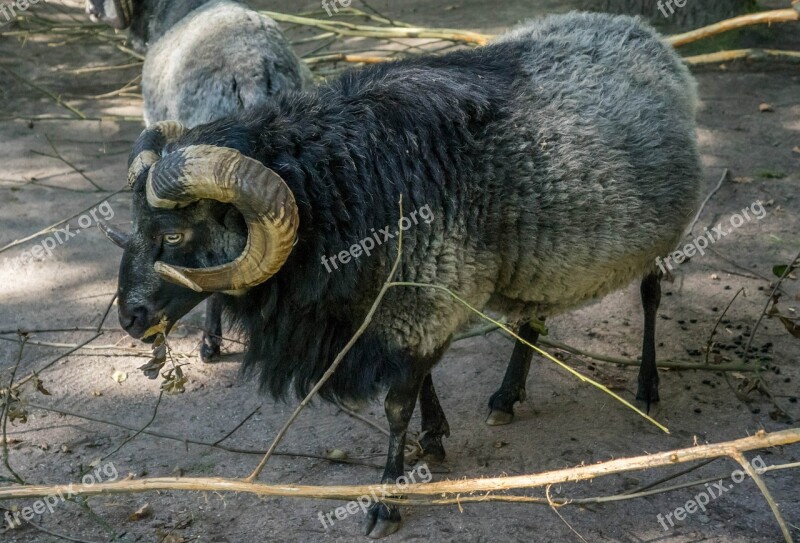 Mountain Goat Farm Nature Goat Agriculture