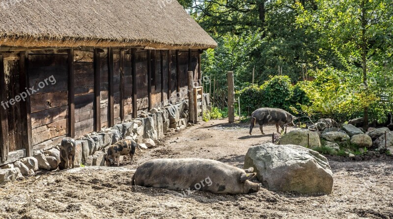 Skansen Rural Pigs Stockholm Sweden