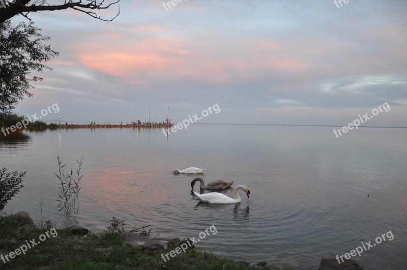 Nature Lake Balaton Lake Water Free Photos