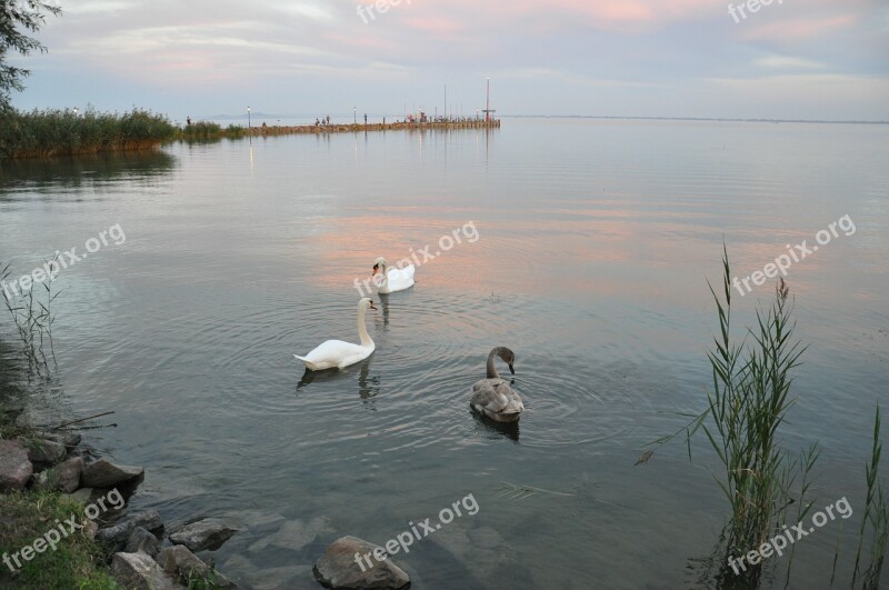 Water Level Lake Balaton Autumn Free Photos