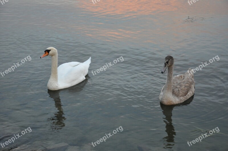 Lake Balaton Swan Water Free Photos