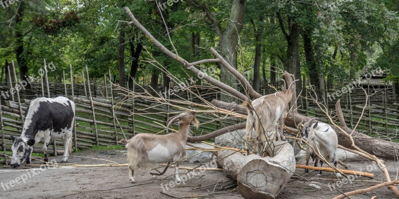 Skansen Stockhom Farm Park Nature