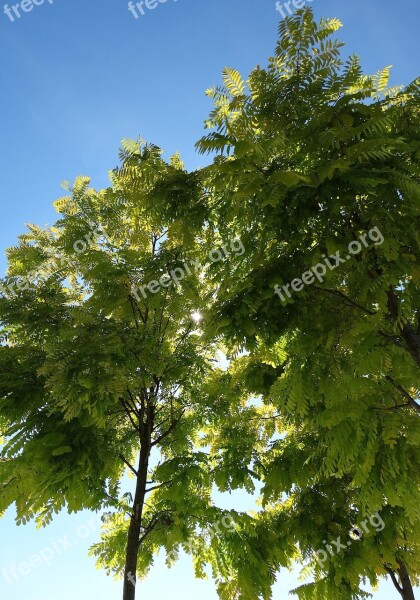 Tree Green Blue Sky Leaves Contrast