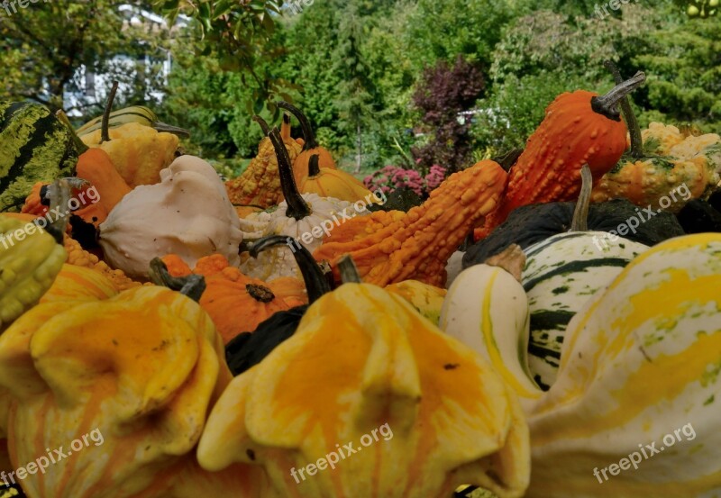 Squash Vegetables Farm Produce Autumn