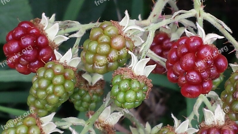 Blackberries Fruit Harvest Fruits Berries