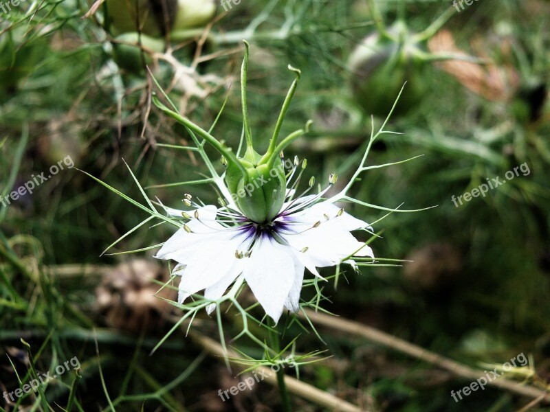 Flower Stamen Spring Garden Floral