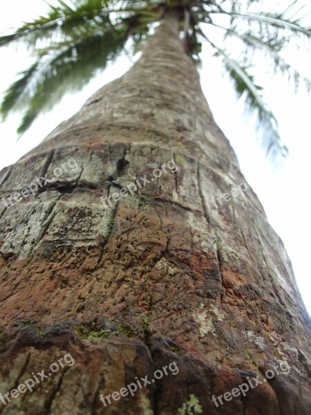 Palm Tree Nature Palm Tree Free Photos