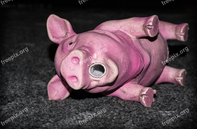 Piggy The Pig Toy Rubber Dog