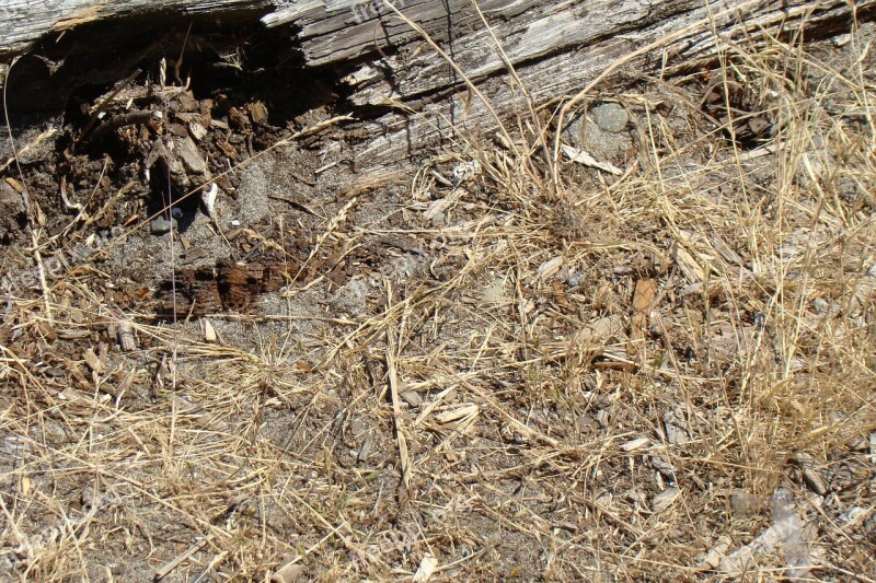 Grass Brown Summer Dirt Nature