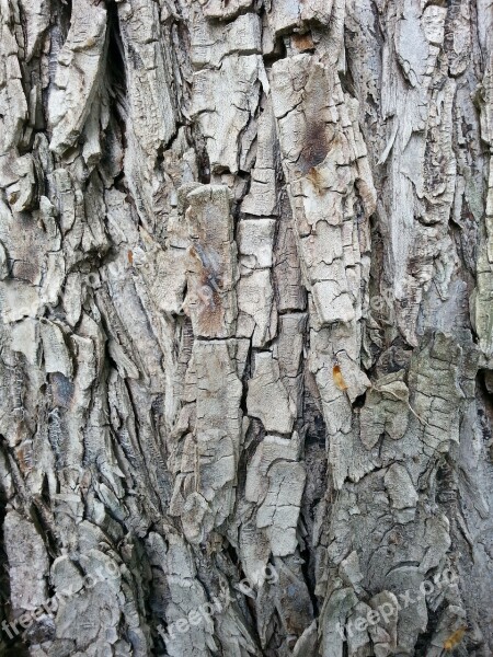 Structure Tree Bark Wood Tribe