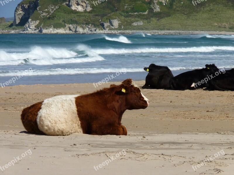 Cows Beach Sea Water Free Photos