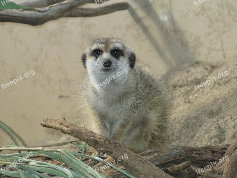 Meerkat Animal Mammal Cute Zoo