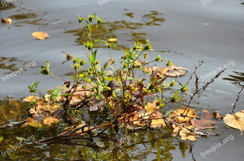 Plants Foliage Lagoon Forest Nature