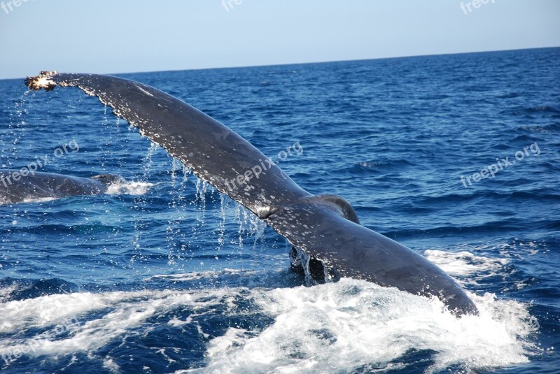 Caudal Fin Humpback Whale Wal Fin Mammal