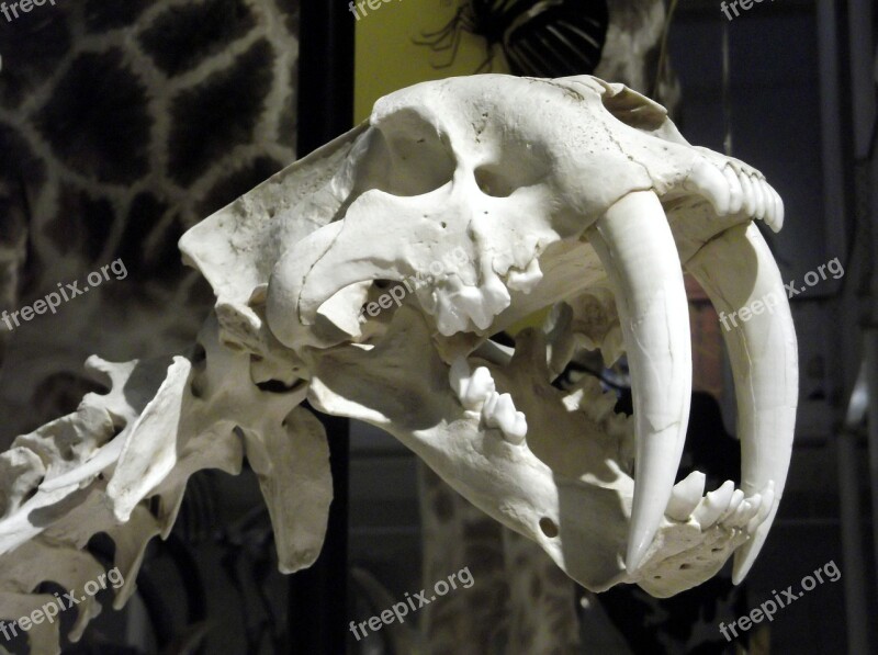 Skull Bone Tiger Vertebrae Death