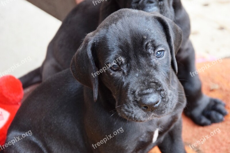 Puppy Dog Great Dane Black Pet