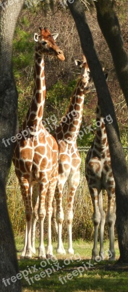 Giraffe Animal Africa Wildlife Mammal