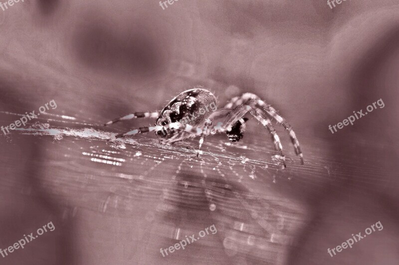 Spider Araneus Garden Spider Spider Macro Arachnid