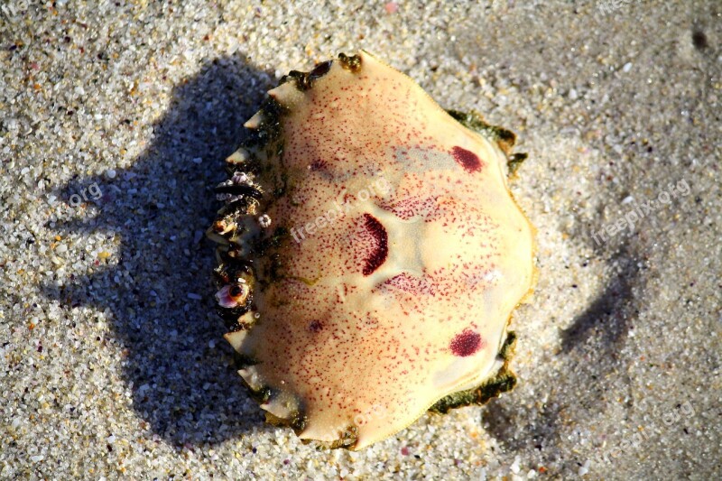 Cancer Sea Beach Sand Free Photos