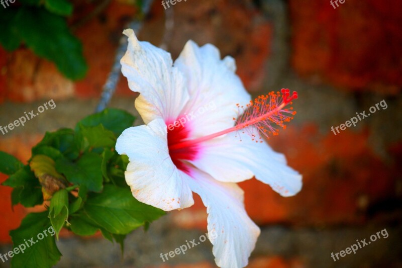 Hibiscus White Blossom Bloom Plant