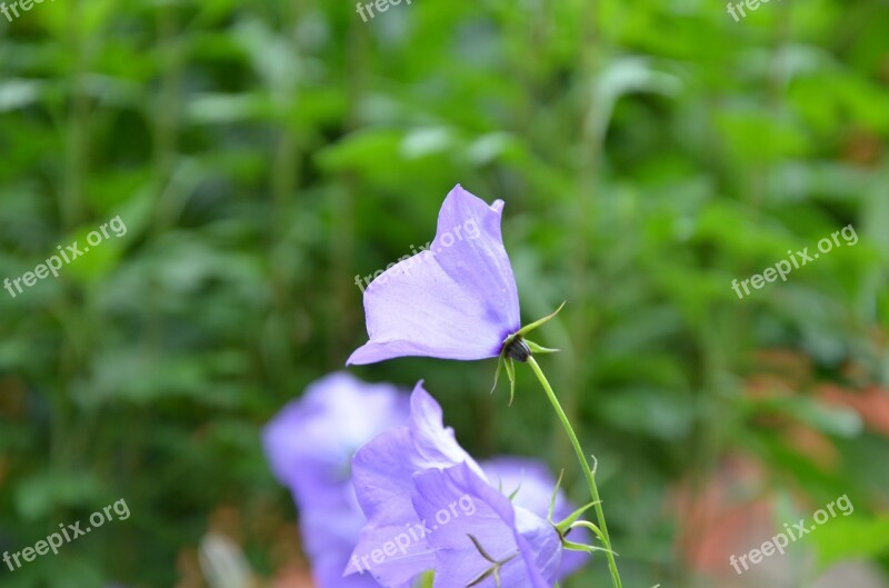 Flowers Bell Summer Free Photos