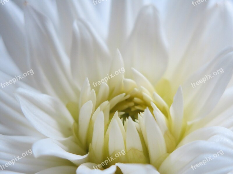 Dahlia Blossom Bloom White Innocence