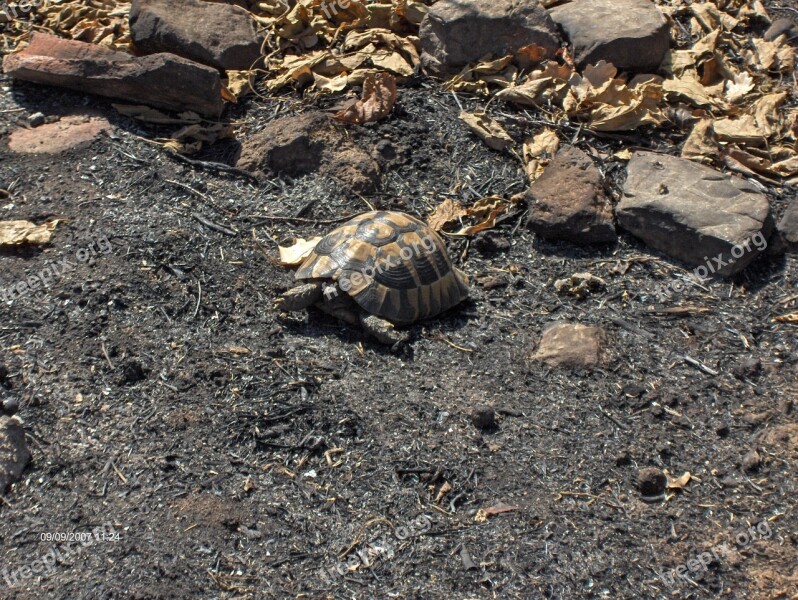 Turtle Animal Wild Wildlife Reptile